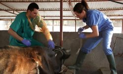 Medicina veterinaria