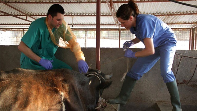 medicina_veterinaria